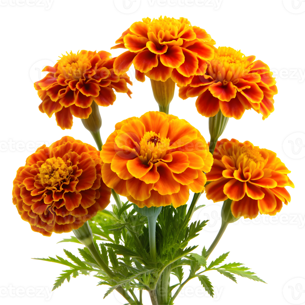 Vibrant Marigolds Flowers Blooming on Transparent Background png