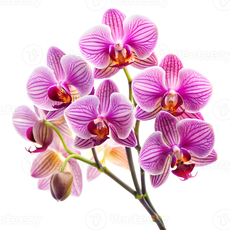 Exotic Orchids Collection on Transparent Background png