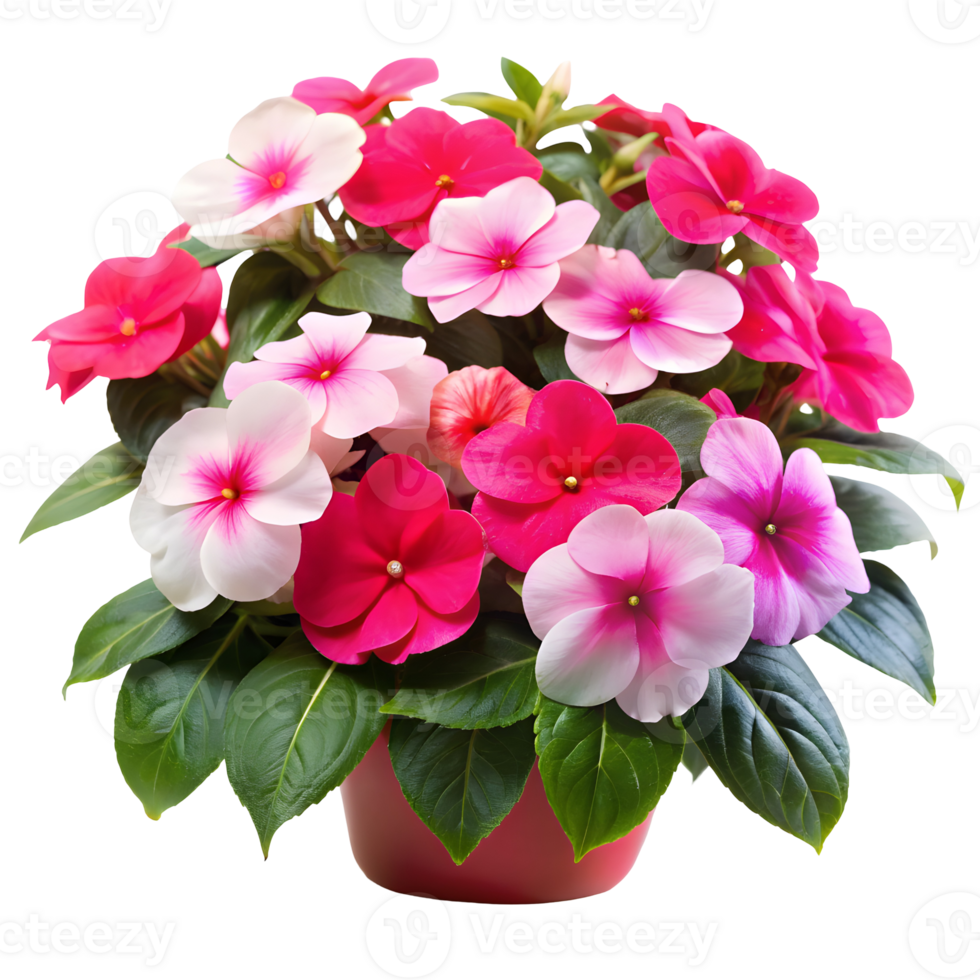 Bright Impatiens Flowers Array Isolated on Transparent Background png