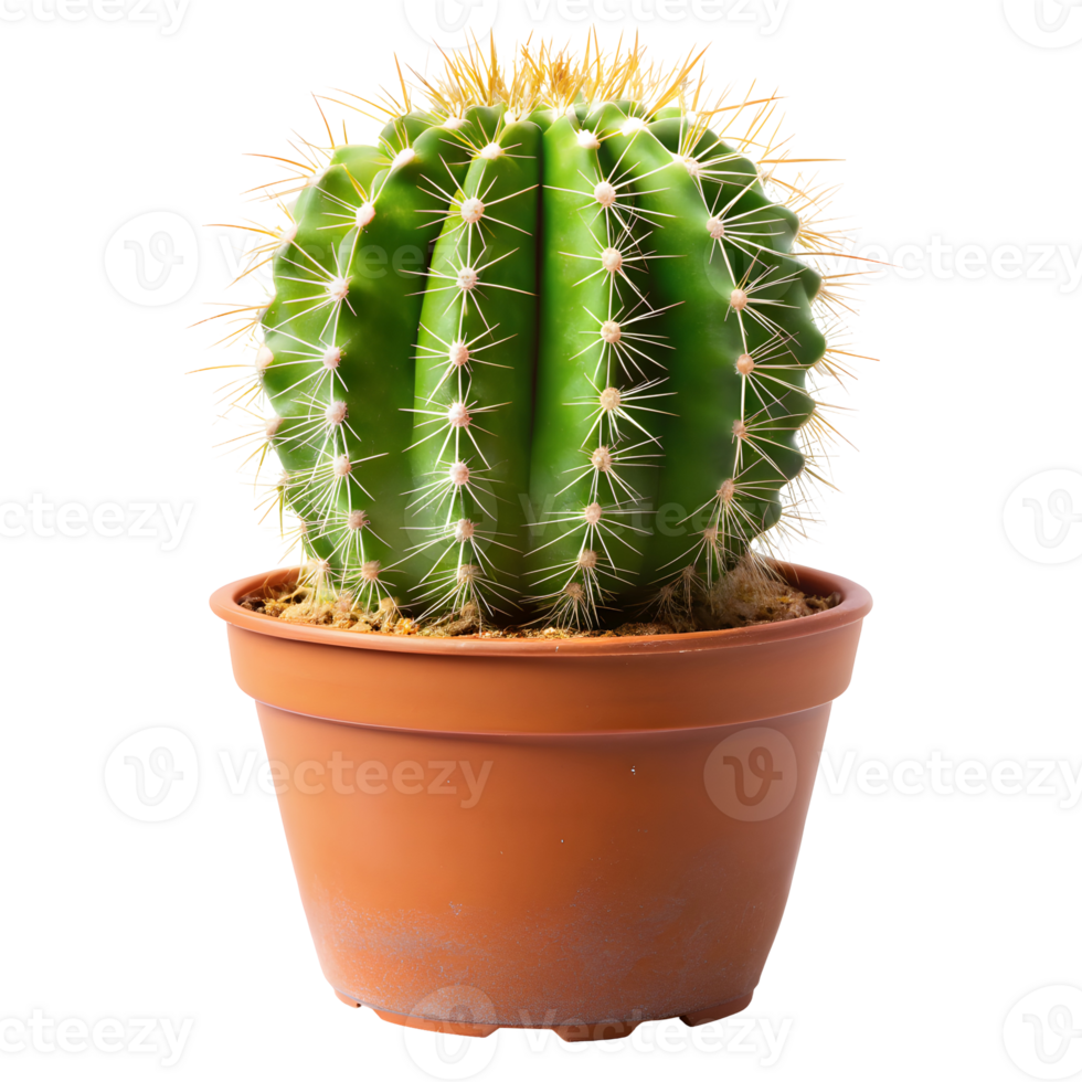 Rugged Cactus Plant Isolated on a Transparent Background png