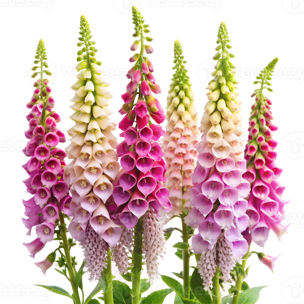 Tall Foxgloves Flowers Isolated on a Transparent Background png