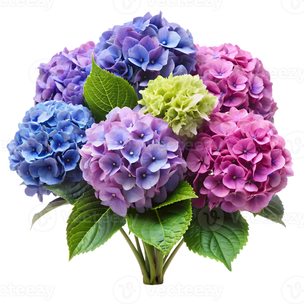 Vibrant Hydrangeas in Full Bloom Isolated on Transparent Background png