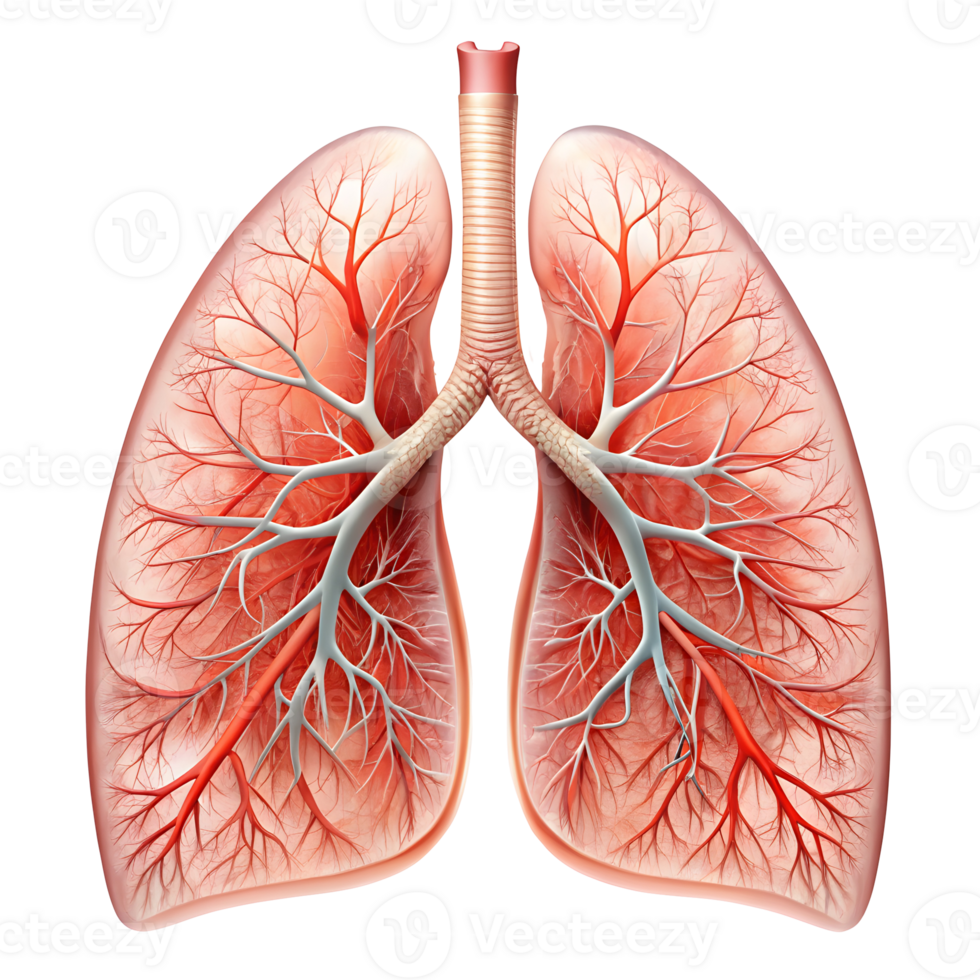 Detailed Human Lungs Organ Isolated on a Transparent Background png