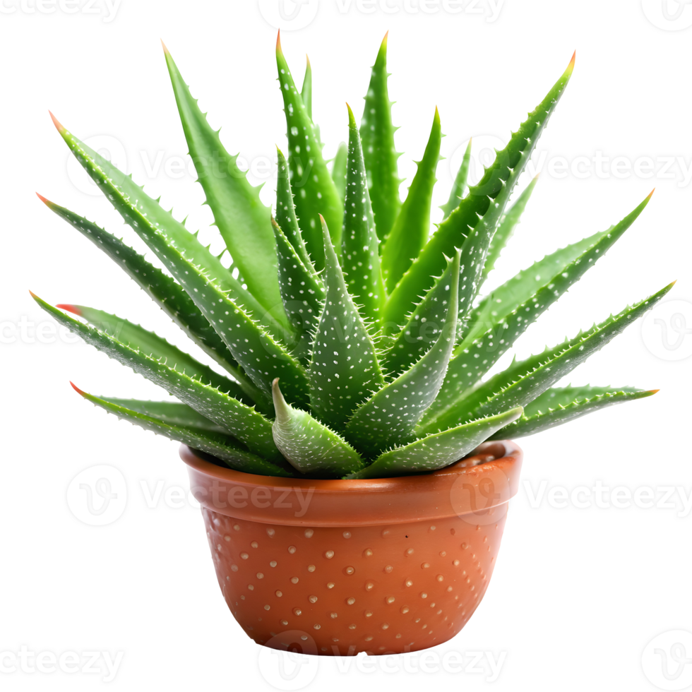 Fresh Aloe Vera Plant on Transparent Background png