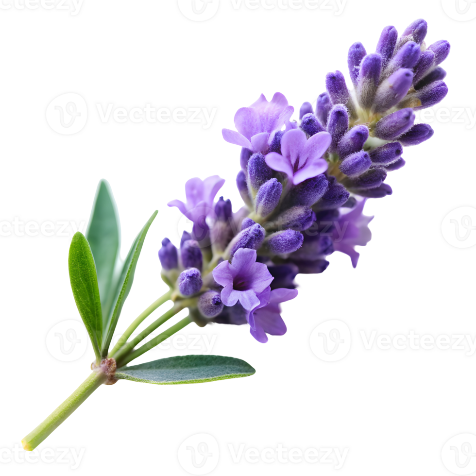 Fragrant Lavender Flowers on Transparent Background png