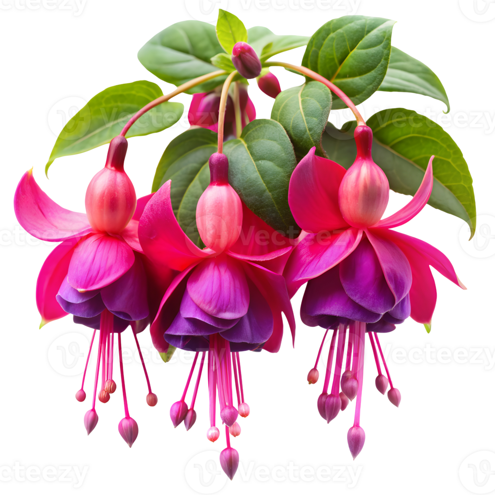 Vivid Fuchsias Flowers Display on Transparent Background png