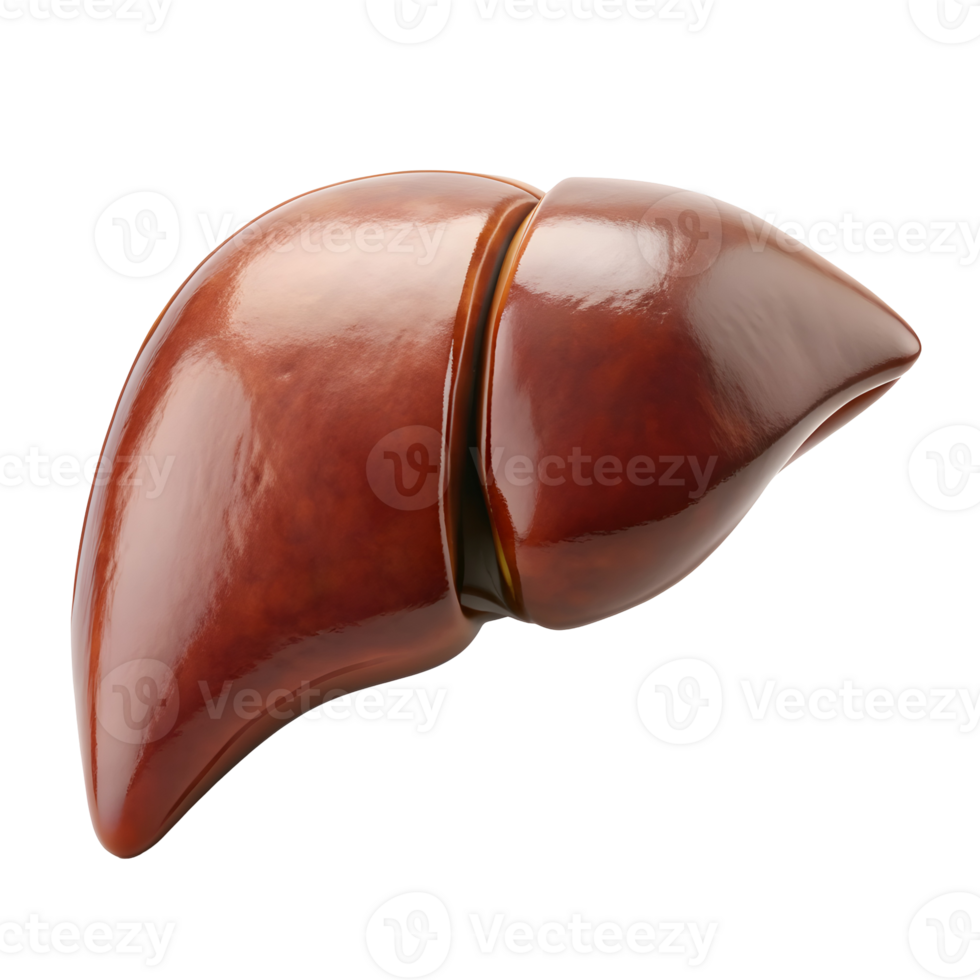 detalhado humano fígado órgão em transparente fundo png