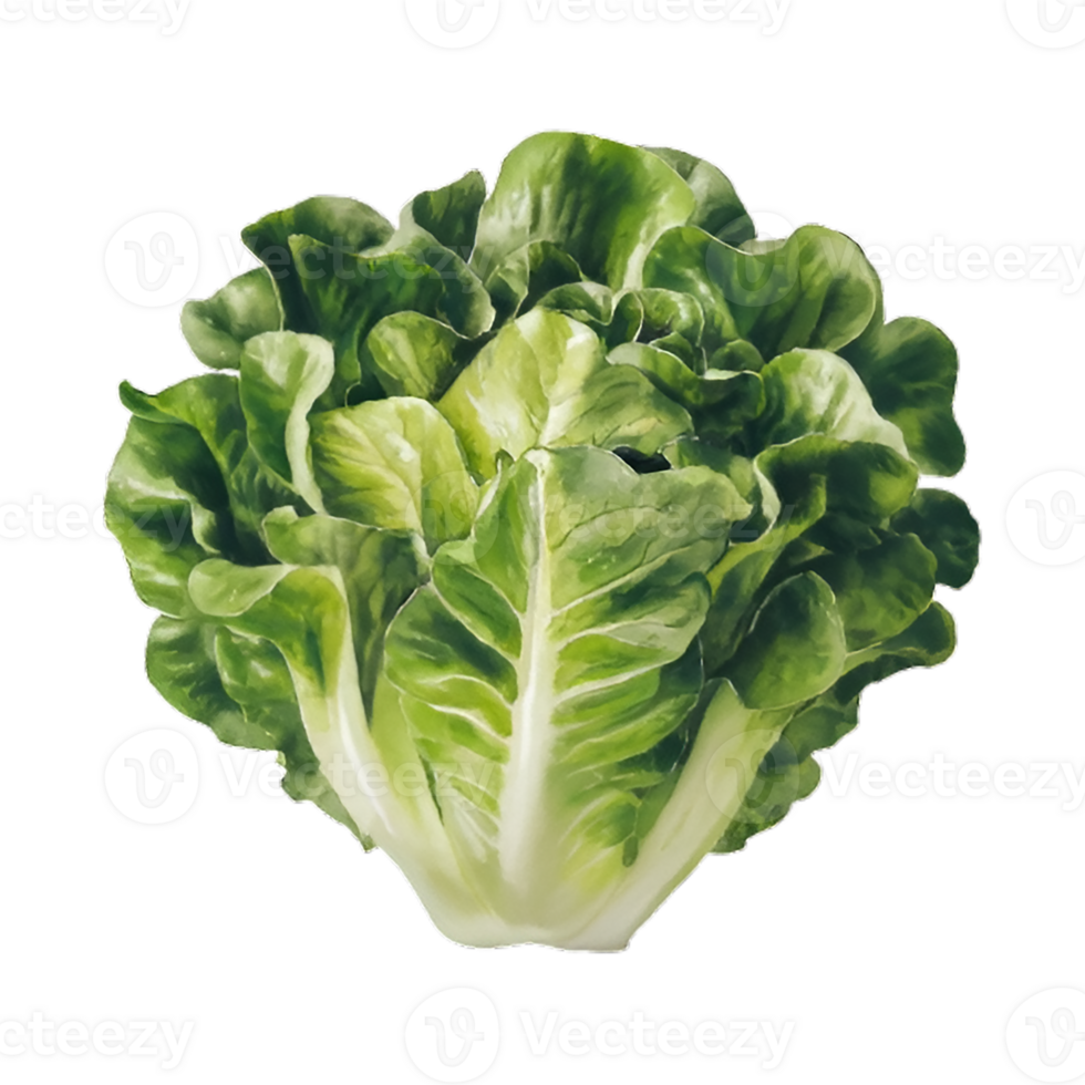 A stunning watercolor illustration of a 2D lettuce icon, rendered in a hyperrealistic style. The lettuce is depicted with vibrant greens a nd a glistening sheen, as if freshly picked from the garden png
