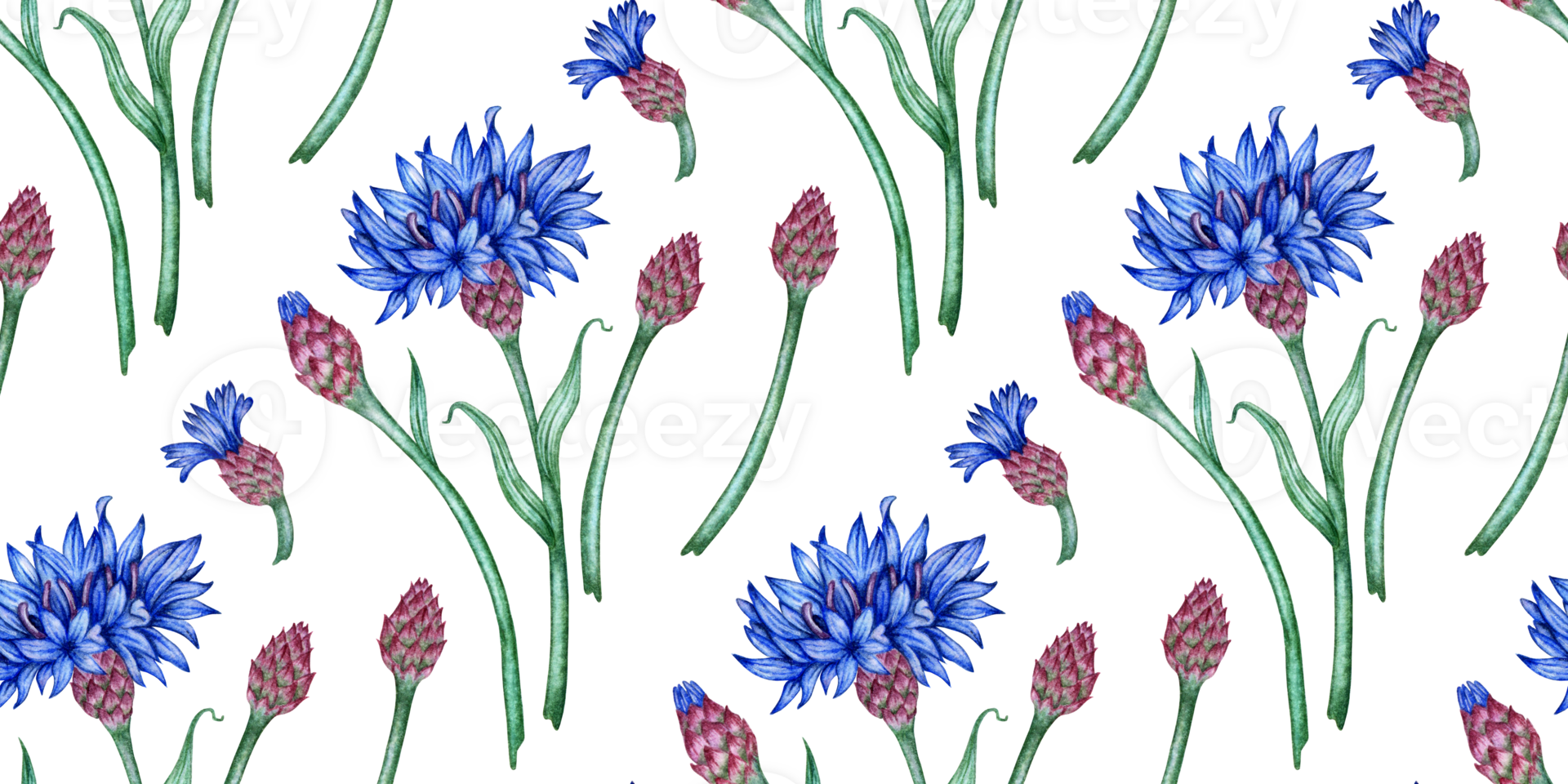 Cornflowers blue flowers pattern watercolor illustration. Botanical composition element isolated from background. Suitable for cosmetics, aromatherapy, medicine, treatment, care, design, png