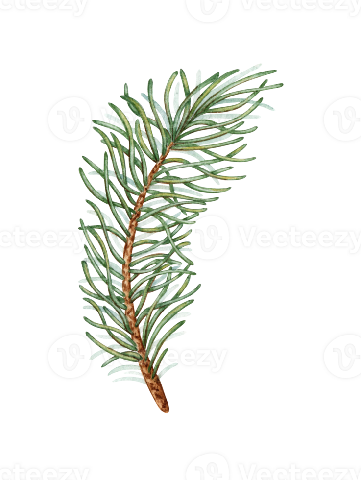 Fir branch with green needles watercolor illustration. Forest plants for winter and Christmas decor. Isolated from the background. Pine, fir, larch, juniper, thuja, larch, conifers. png