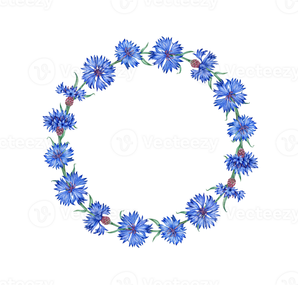Cornflower wreath of blue flowers watercolor illustration. Botanical composition element isolated from background. Suitable for cosmetics, aromatherapy, medicine, treatment, care, design, png