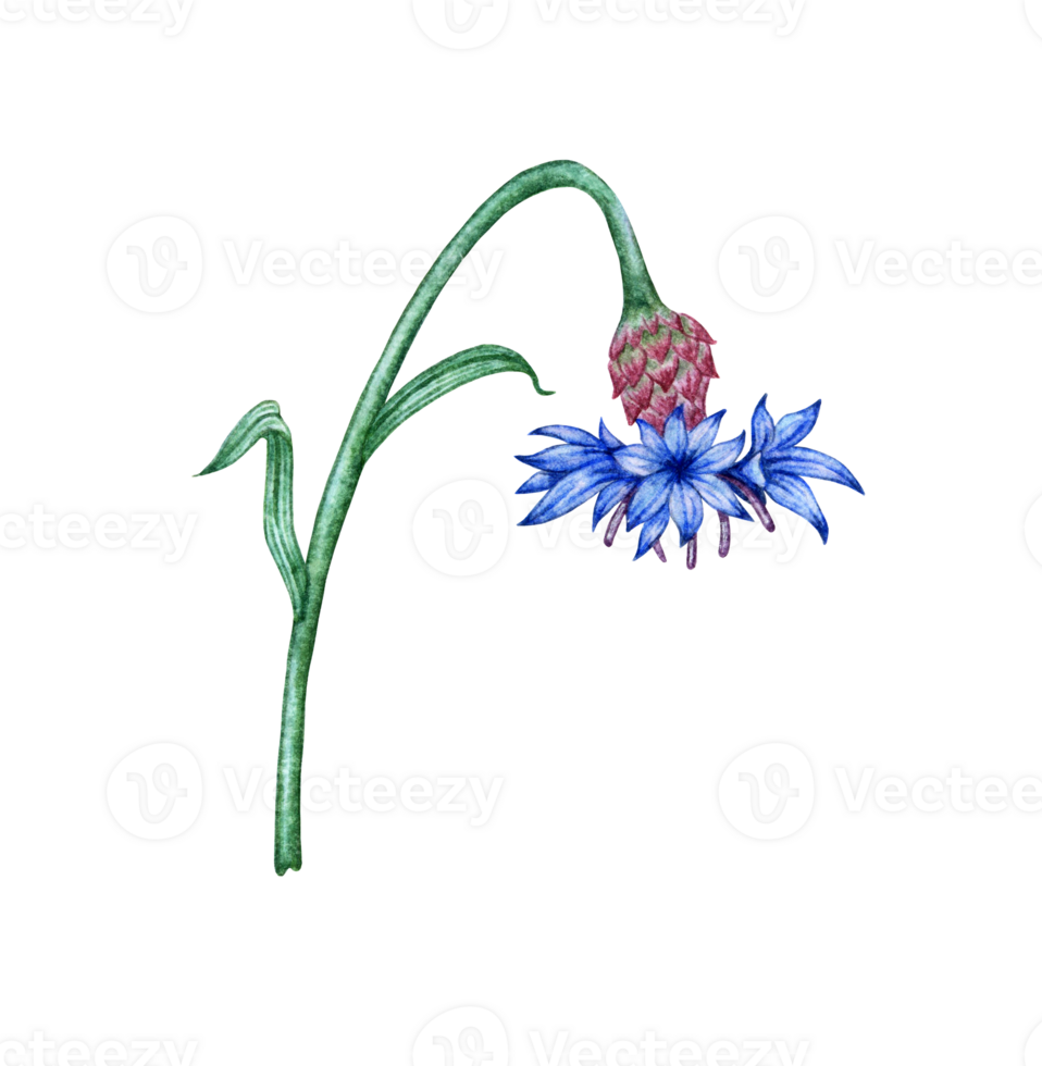 korenbloem blauw bloem waterverf illustratie. botanisch samenstelling element geïsoleerd van achtergrond. geschikt voor cosmetica, aromatherapie, geneesmiddel, behandeling, zorg, ontwerp, Koken, png