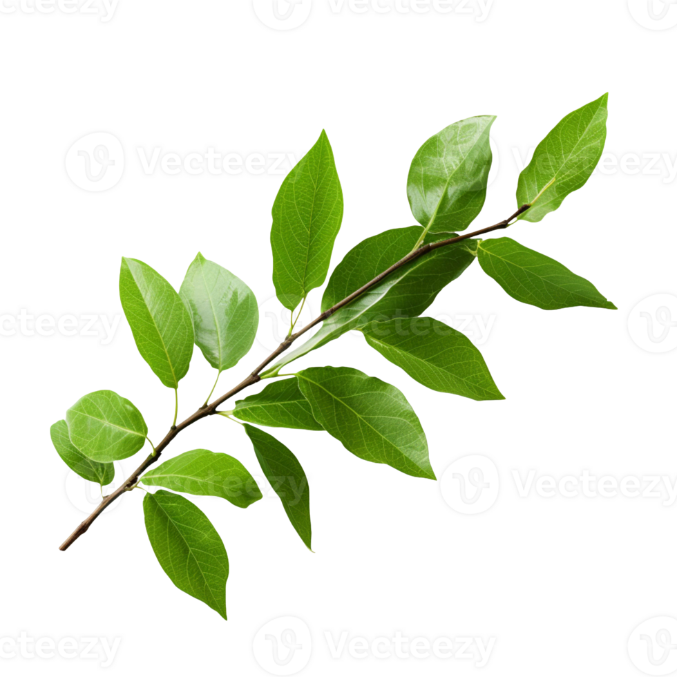 a branch with leaves isolated on transparent background png