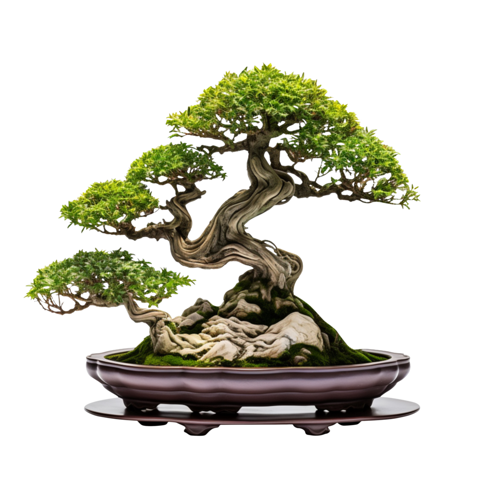 en bonsai träd i en sten pott isolerat på transparent bakgrund png