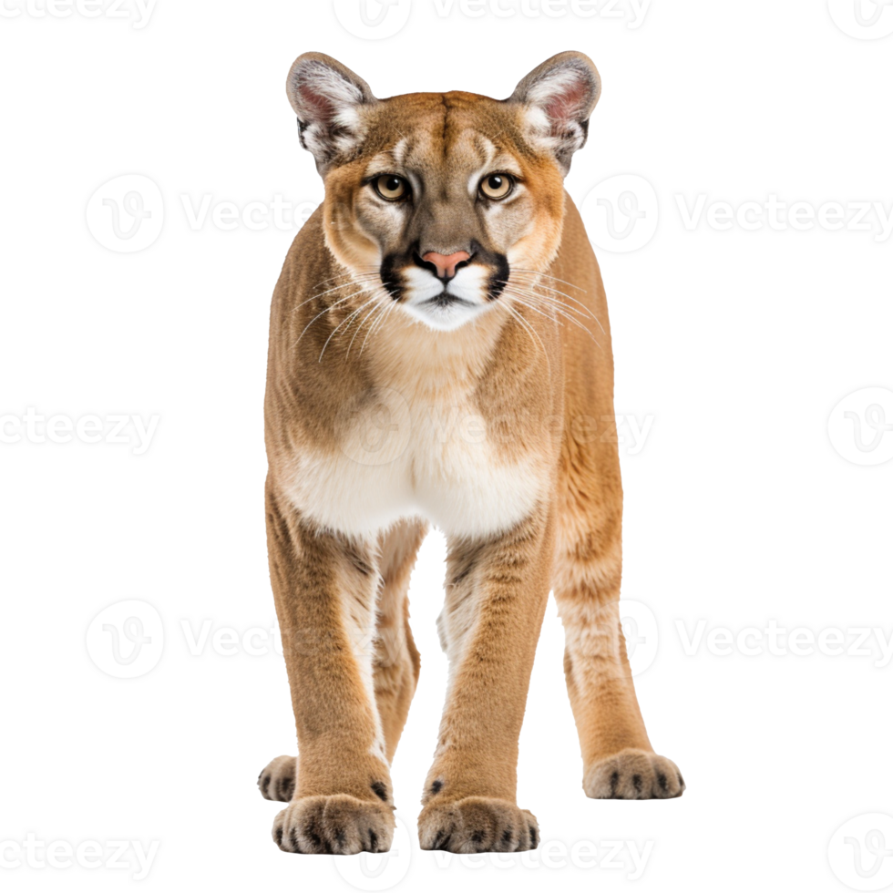 A cougar isolated on transparent background png