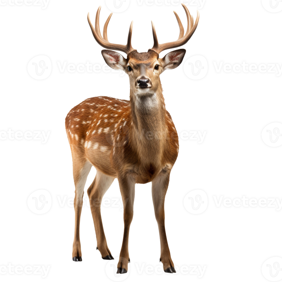 A Deer isolated on transparent background png