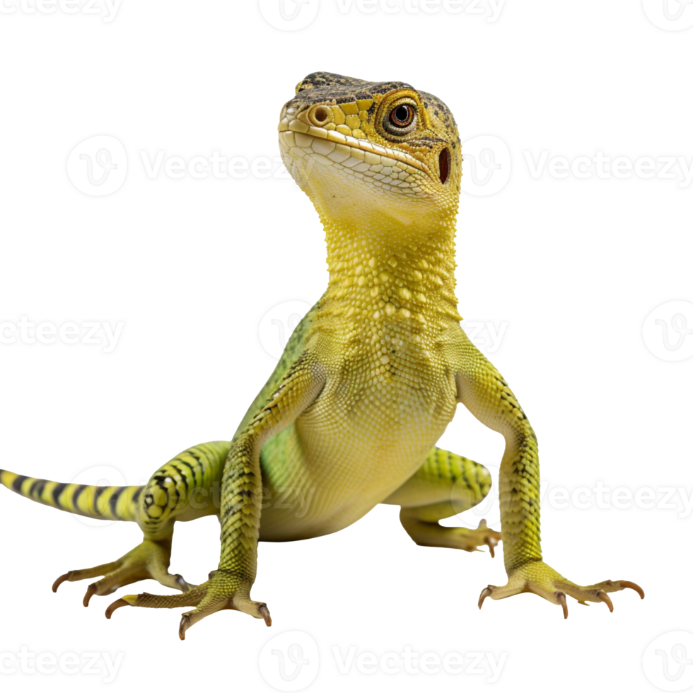 A lizard isolated on transparent background png
