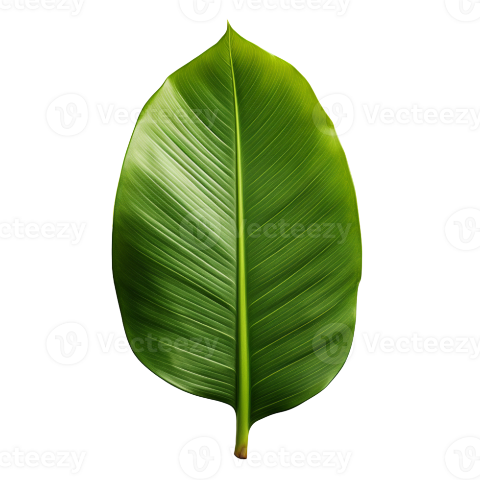 a green tropical banana palm leaf isolated on transparent background png