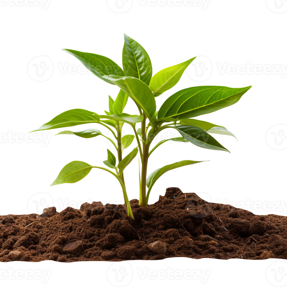 A newly planted plant isolated on transparent background png