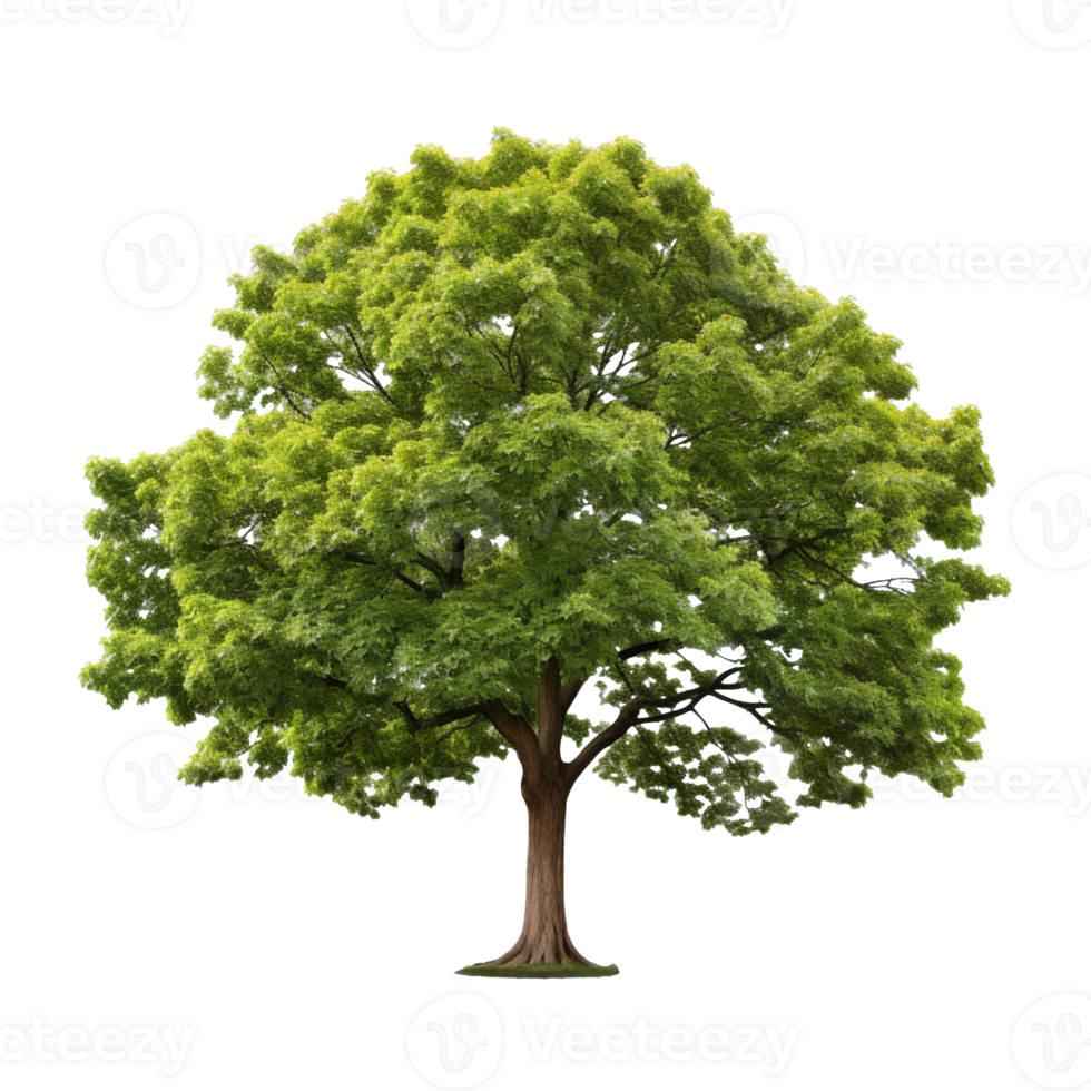 A tree isolated on transparent background png
