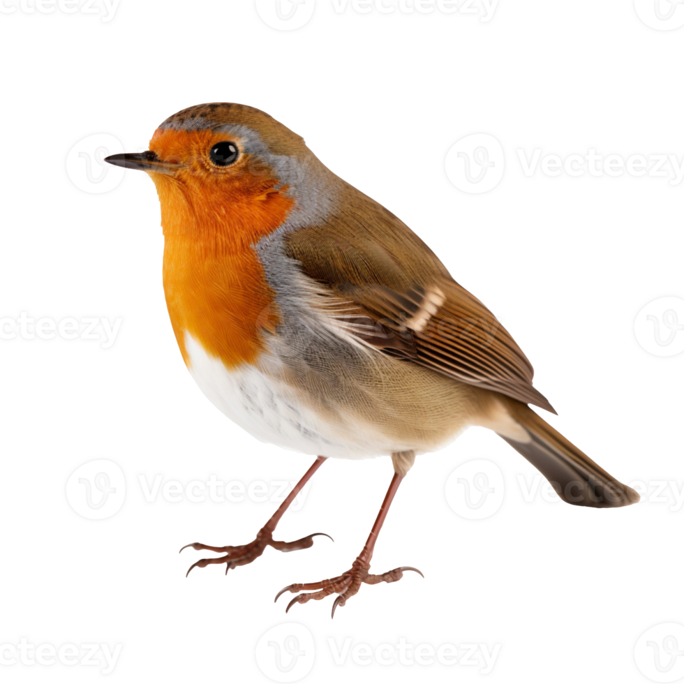 a robin isolated on transparent background png