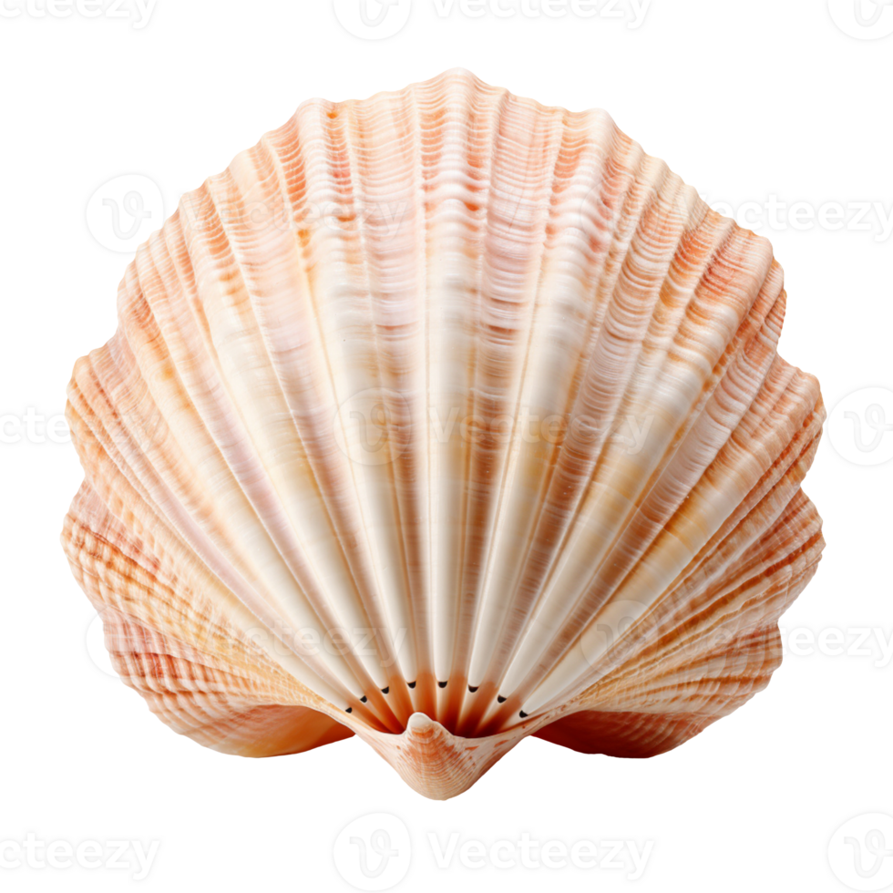 A seashell isolated on transparent background png