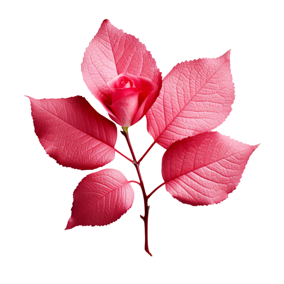 A small rose leaf isolated on transparent background png