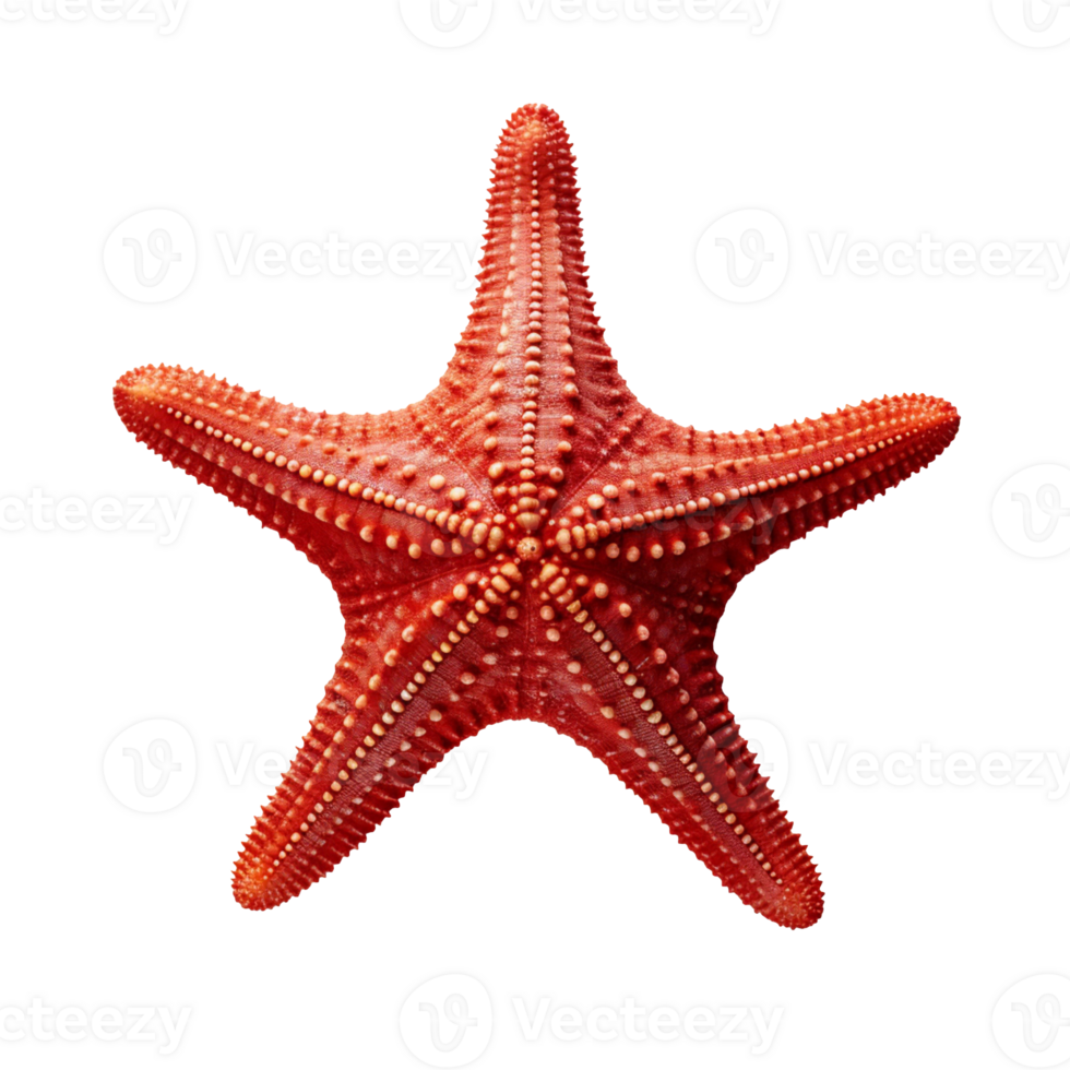A red starfish isolated on transparent background png