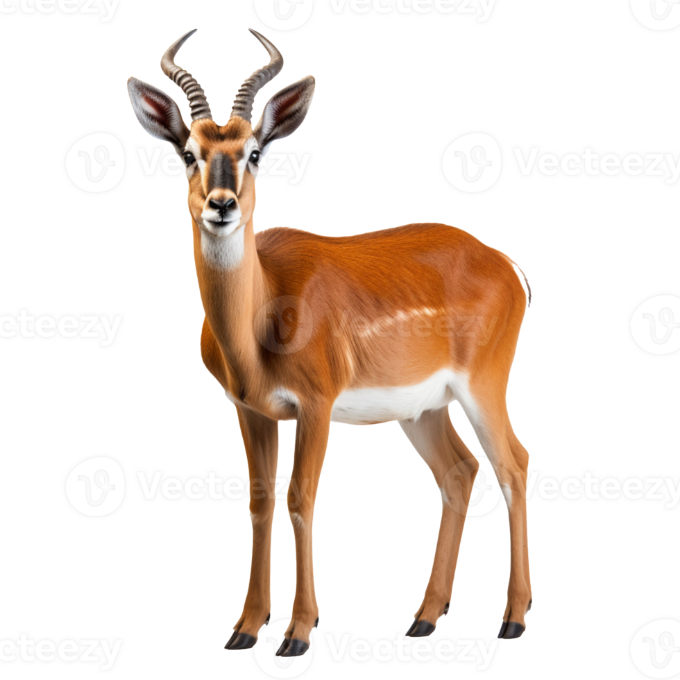 antelope isolated on transparent background png