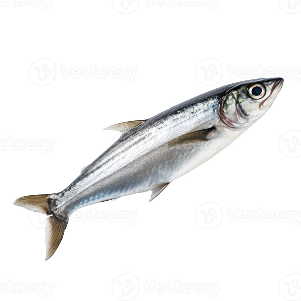 Anchovy isolated on transparent background png