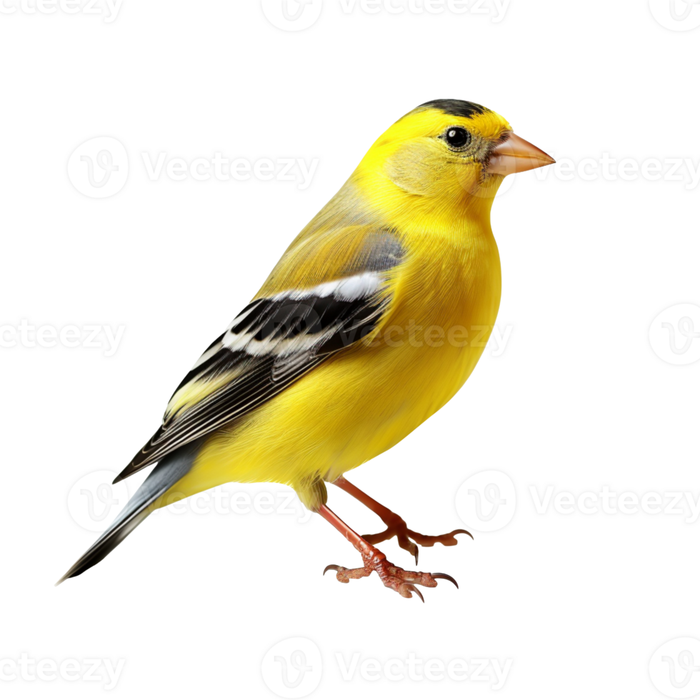 American Goldfinch bird isolated on transparent background png