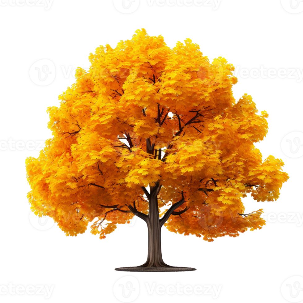 autumn maple tree isolated on transparent background png