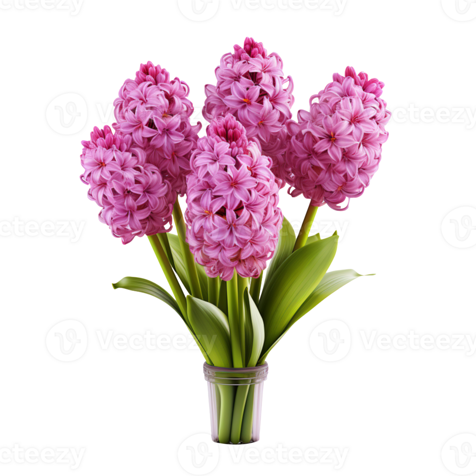 Beautiful hyacinth flowers isolated on transparent background png