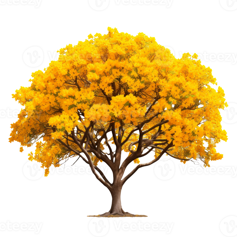 Attractive Yellow Color Tabebuia isolated on transparent background png