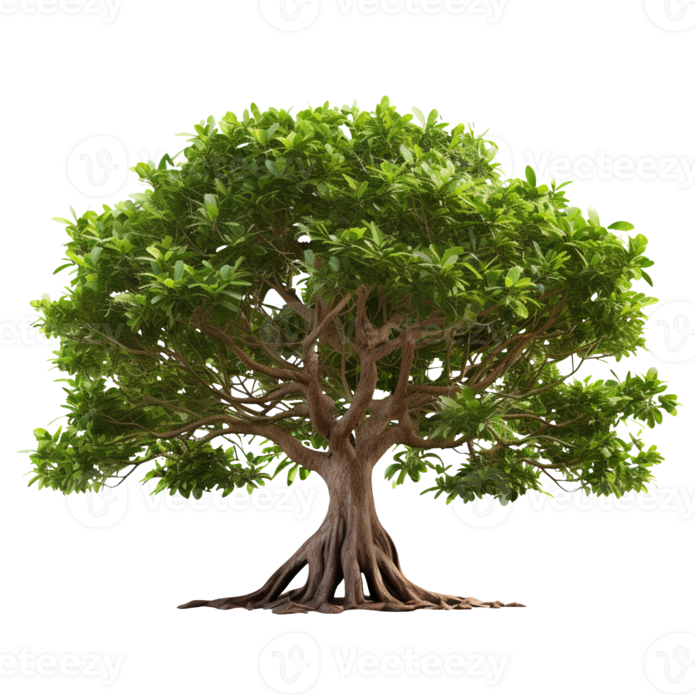 Banyan Tree isolated on transparent background png