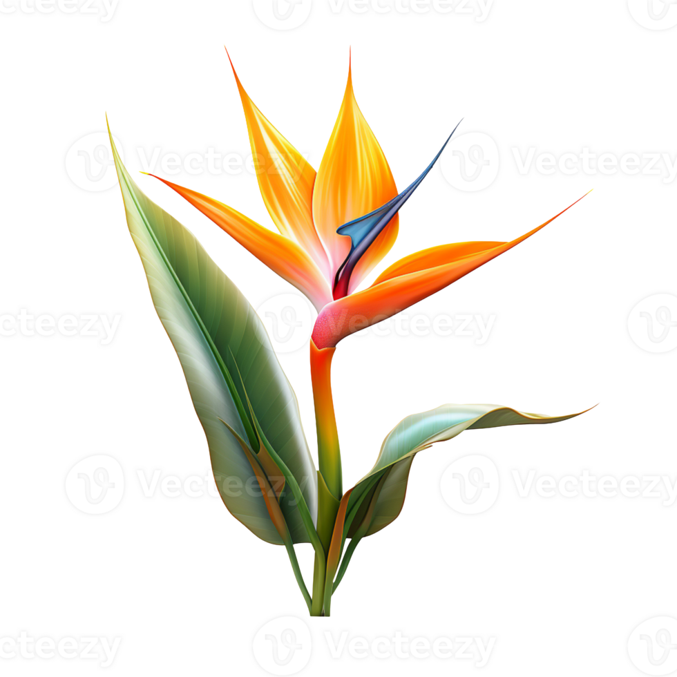 Bird of paradise flower isolated on transparent background png