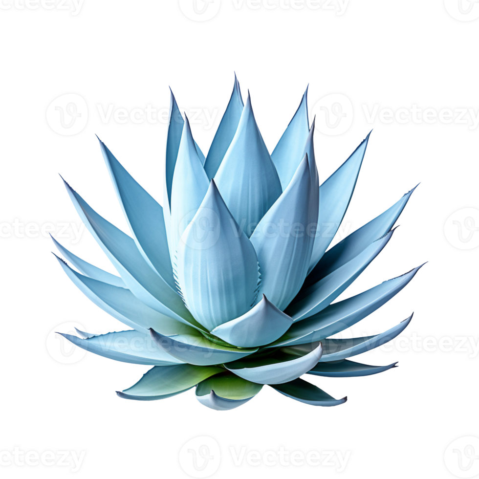 Blue agave isolated on transparent background png