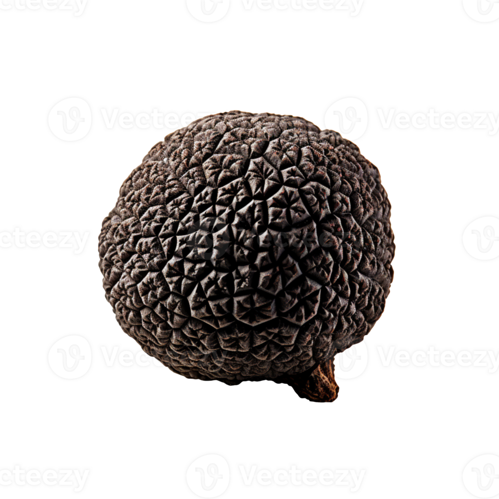 Black truffle isolated on transparent background png