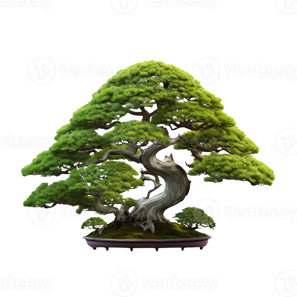 Bonsai tree isolated on transparent background png