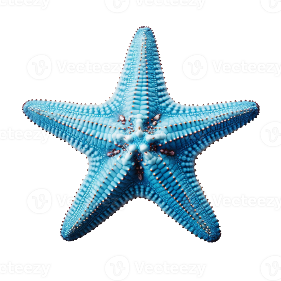 blue starfish isolated on transparent background png