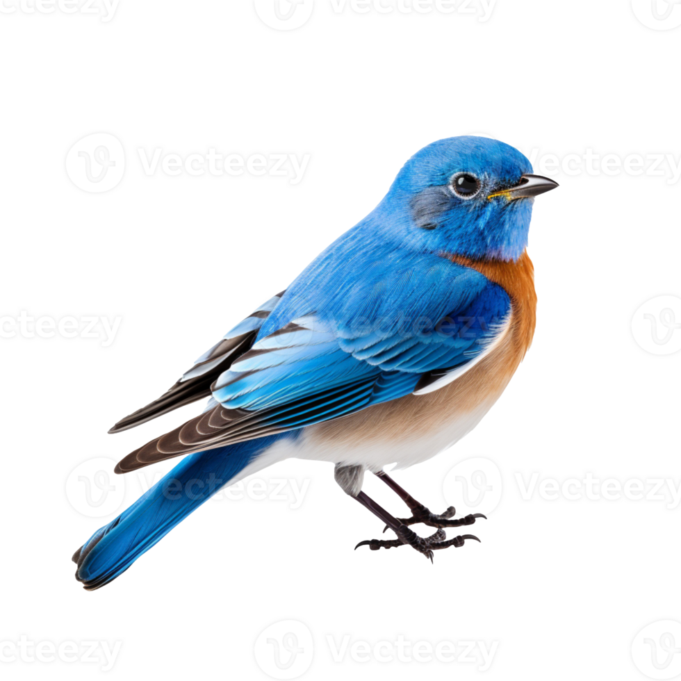 blue bird isolated on transparent background png