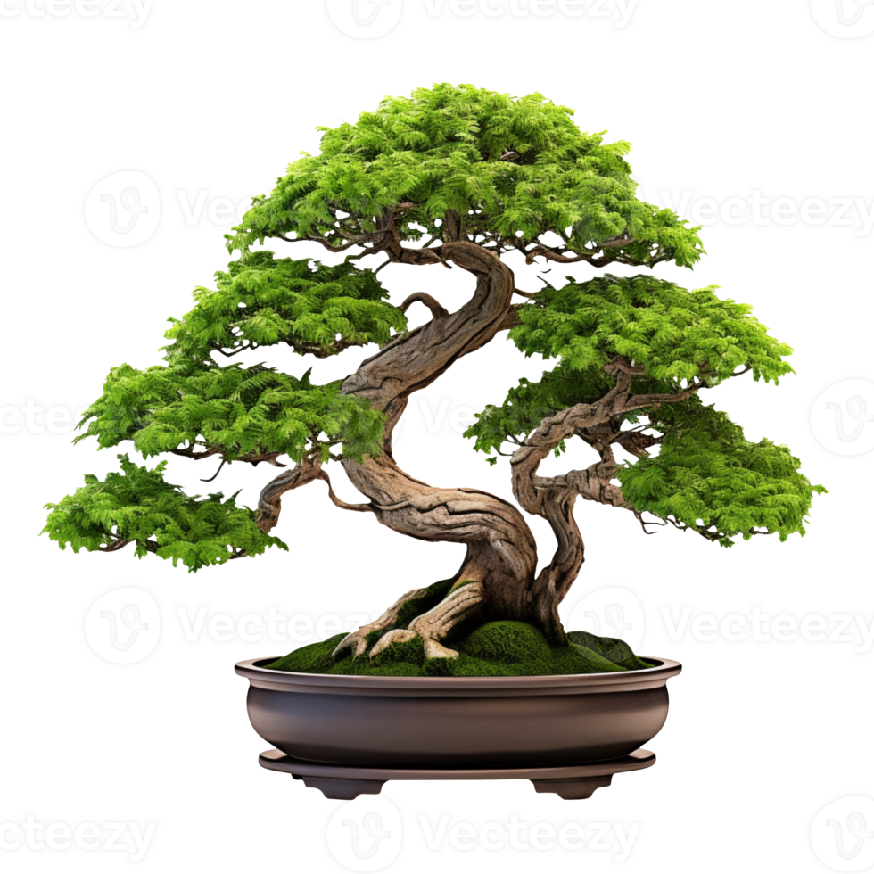 bonsai ornamental plants in pot isolated on transparent background png