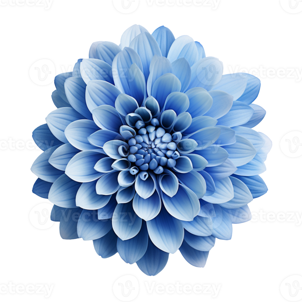 blue chrysanthemum isolated on transparent background png