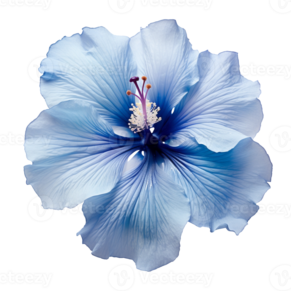 blue hibiscus flower isolated on transparent background png