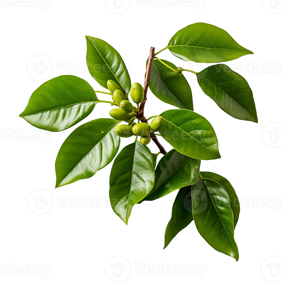 Branch of green coffee beans and leaves isolated on transparent background png