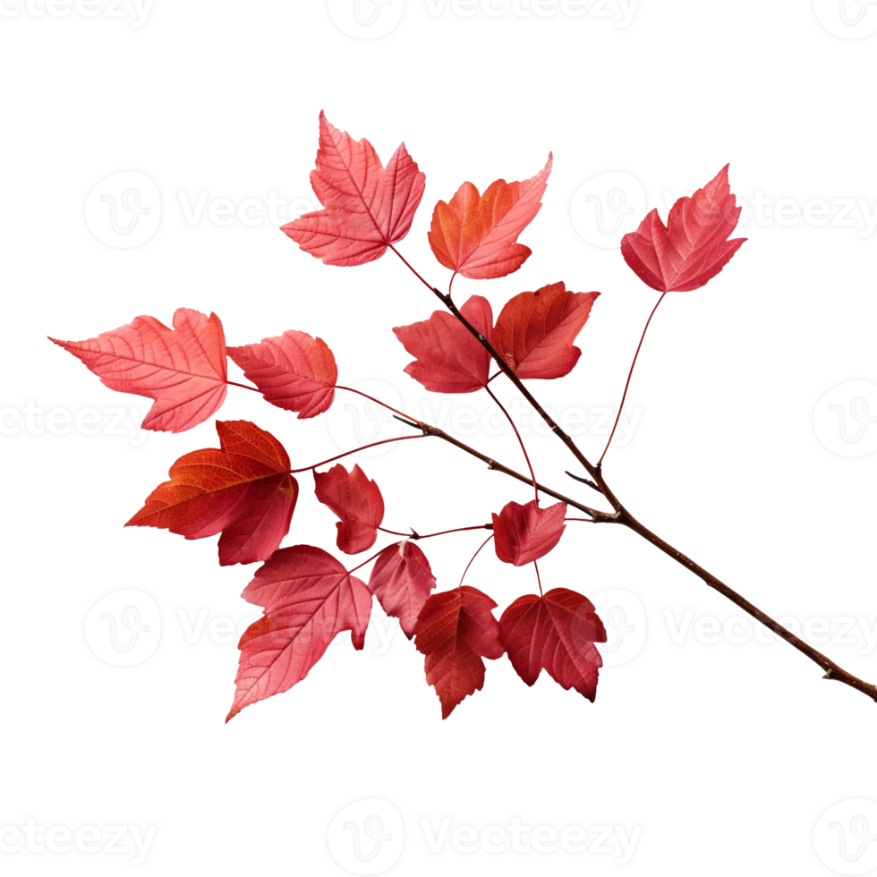 Branch of autumn red leaves isolated on transparent background png