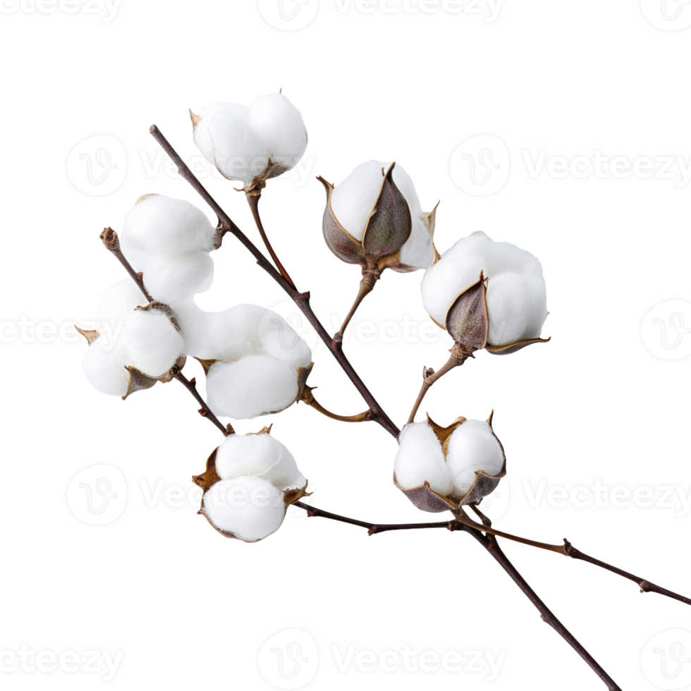 branch of a cotton isolated on transparent background png