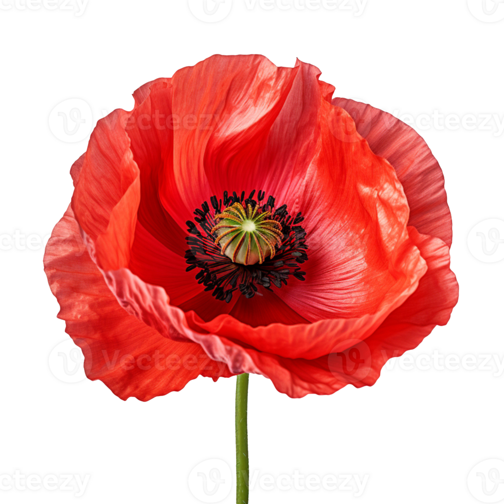bright red poppy flower isolated on transparent background png