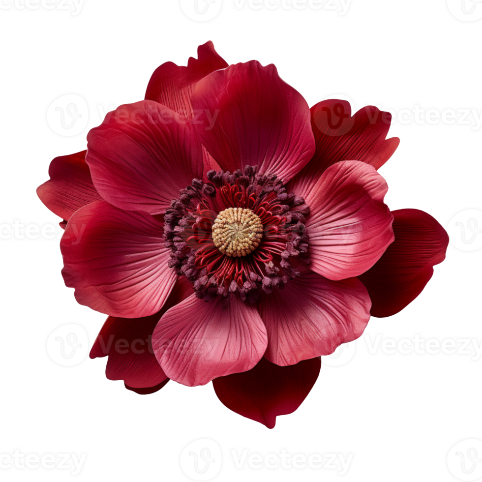 burgundy anemone flower isolated on transparent background png