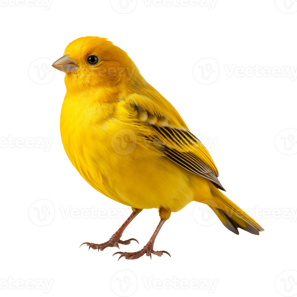 canary bird isolated on transparent background png